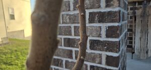 Algebra branch.jpg