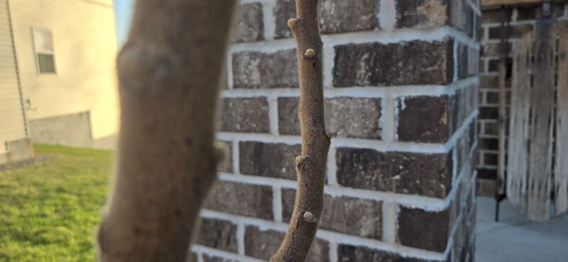 File:Algebra branch.jpg